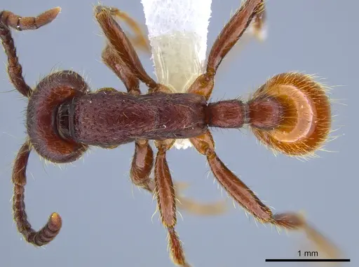 Neivamyrmex rugulosus - CASENT0637398