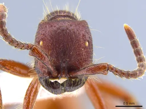 Neivamyrmex rugulosus - CASENT0637398