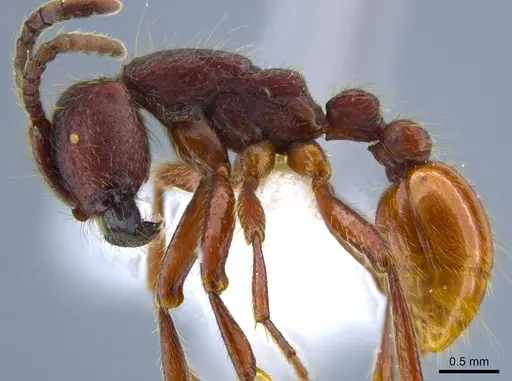 Neivamyrmex rugulosus - CASENT0637398