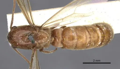 Neivamyrmex shuckardi specimen