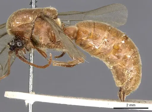 Neivamyrmex shuckardi specimen