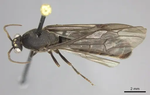 Neivamyrmex spatulatus specimen