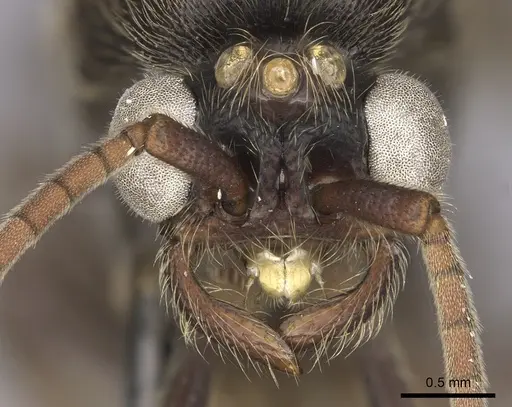 Neivamyrmex spatulatus specimen
