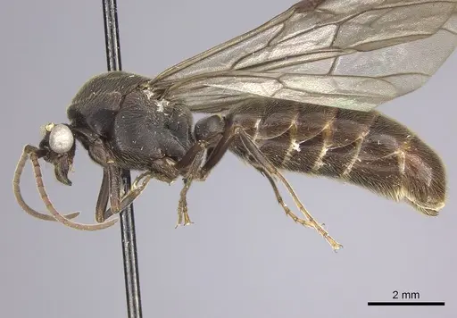 Neivamyrmex spatulatus specimen
