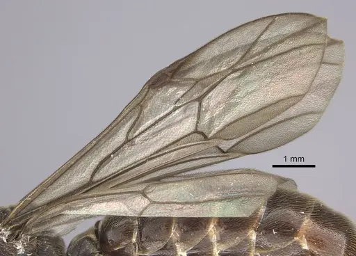 Neivamyrmex spatulatus - INB0003692993