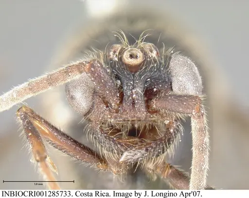 Neivamyrmex spatulatus - INBIOCRI001285733