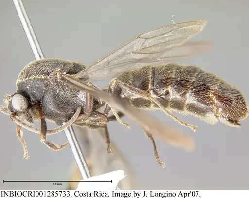 Neivamyrmex spatulatus - INBIOCRI001285733