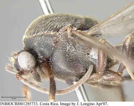 Neivamyrmex spatulatus - INBIOCRI001285733