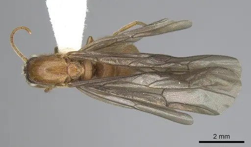 Neivamyrmex spoliator specimen