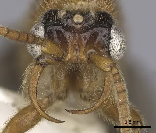 Neivamyrmex spoliator specimen
