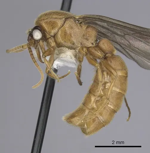Neivamyrmex spoliator specimen
