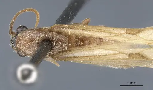 Neivamyrmex sulcatus specimen