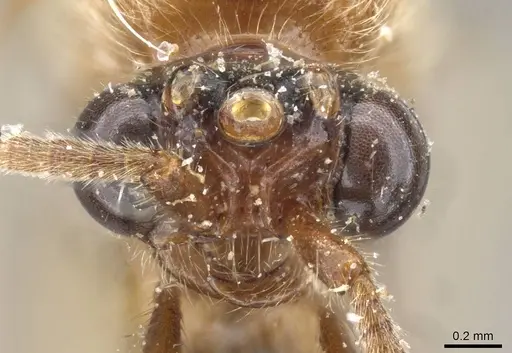 Neivamyrmex sulcatus specimen