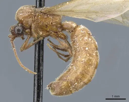 Neivamyrmex sulcatus specimen