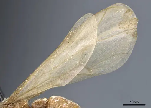 Neivamyrmex sulcatus - CASENT0905980