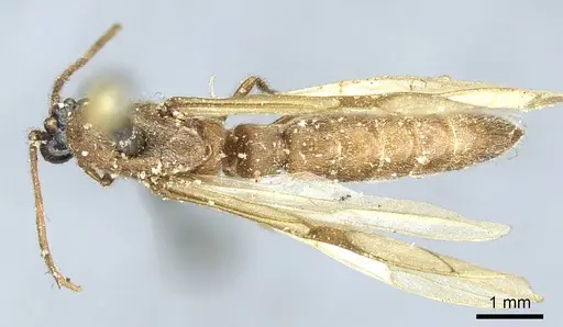 Neivamyrmex sulcatus - CASENT0915864