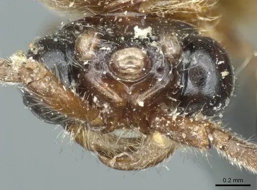 Neivamyrmex sulcatus - CASENT0915864