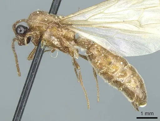 Neivamyrmex sulcatus - CASENT0915864