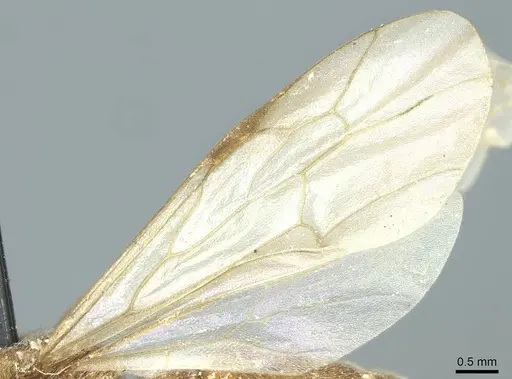 Neivamyrmex sulcatus - CASENT0915864