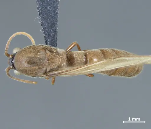 Neivamyrmex sulcatus - DZUP550217