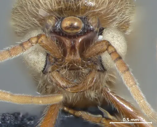 Neivamyrmex sulcatus - DZUP550217