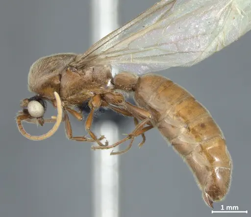 Neivamyrmex sulcatus - DZUP550217