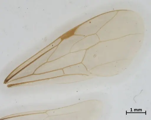 Neivamyrmex sulcatus - DZUP550217