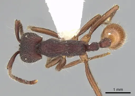 Neivamyrmex sumichrasti specimen