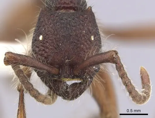 Neivamyrmex sumichrasti specimen