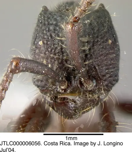 Neivamyrmex sumichrasti - JTLC000006056