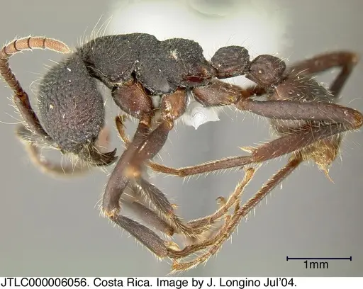 Neivamyrmex sumichrasti - JTLC000006056