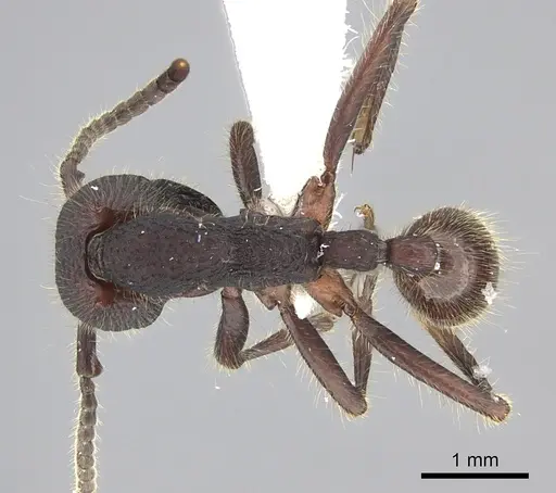 Neivamyrmex sumichrasti - JTLC000010262