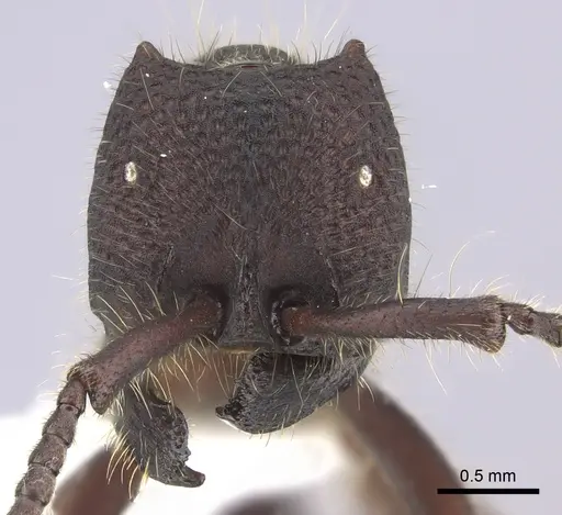 Neivamyrmex sumichrasti - JTLC000010262