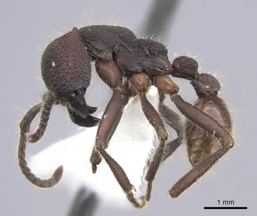 Neivamyrmex sumichrasti - JTLC000010262