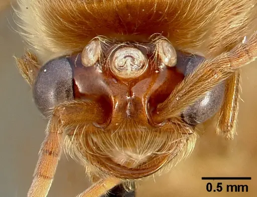 Neivamyrmex swainsonii specimen