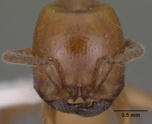 Neivamyrmex swainsonii - CASENT0102763