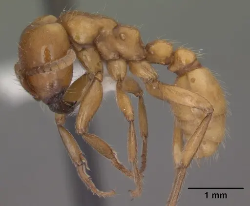 Neivamyrmex swainsonii - CASENT0102763