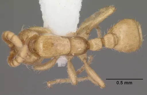 Neivamyrmex swainsonii - CASENT0102764