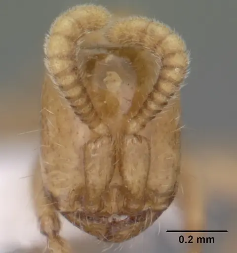 Neivamyrmex swainsonii - CASENT0102764