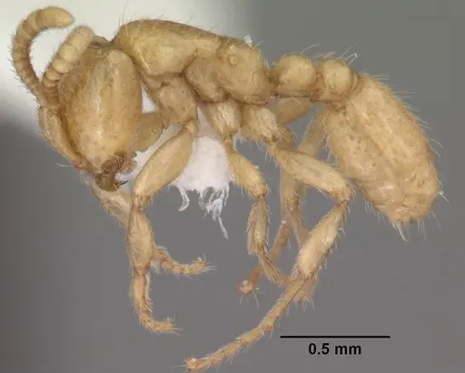 Neivamyrmex swainsonii - CASENT0102764