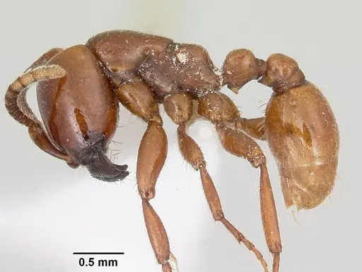 Neivamyrmex swainsonii - CASENT0104748