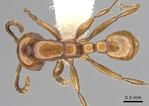 Neivamyrmex swainsonii - CASENT0249482