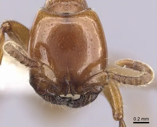 Neivamyrmex swainsonii - CASENT0249482