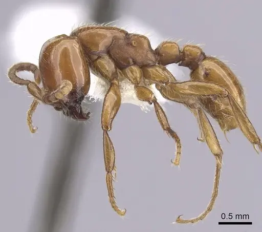 Neivamyrmex swainsonii - CASENT0249482