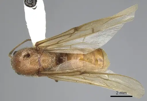 Neivamyrmex swainsonii - CASENT0249508