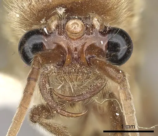 Neivamyrmex swainsonii - CASENT0249508