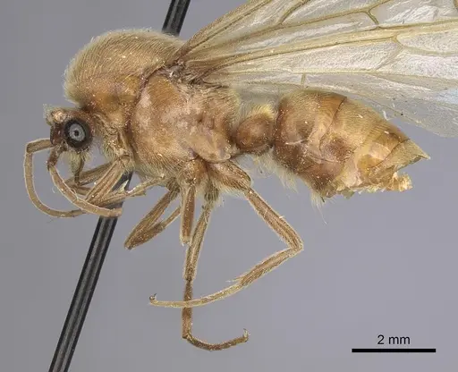 Neivamyrmex swainsonii - CASENT0249508