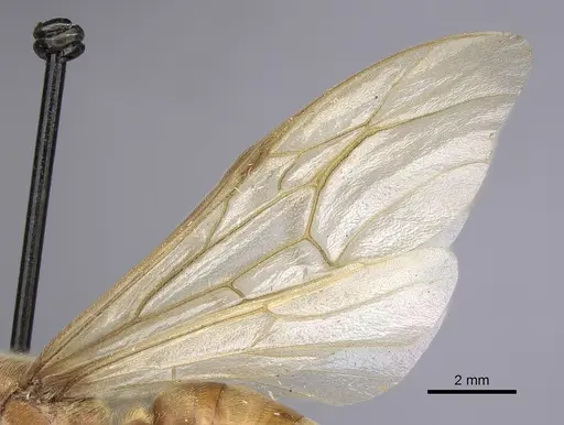 Neivamyrmex swainsonii - CASENT0249508