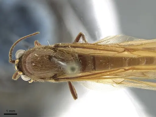 Neivamyrmex swainsonii - CASENT0650515