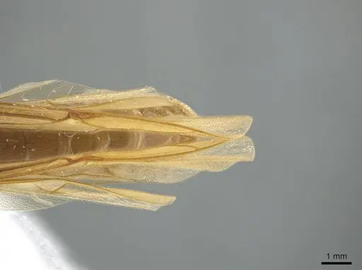 Neivamyrmex swainsonii - CASENT0650515